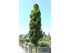 Koelreuteria paniculata Fastigiata / Oszlopos csörgőfa